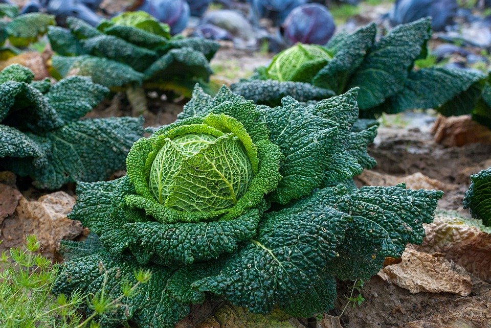 La agricultura ecológica es el cultivo respetuoso con el medio ambiente