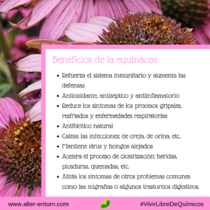 Beneficios de la equinacea para la salud