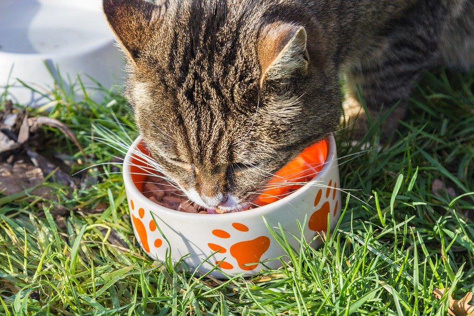 Cómo saber si nuestra mascota tiene la flora intestinal dañada