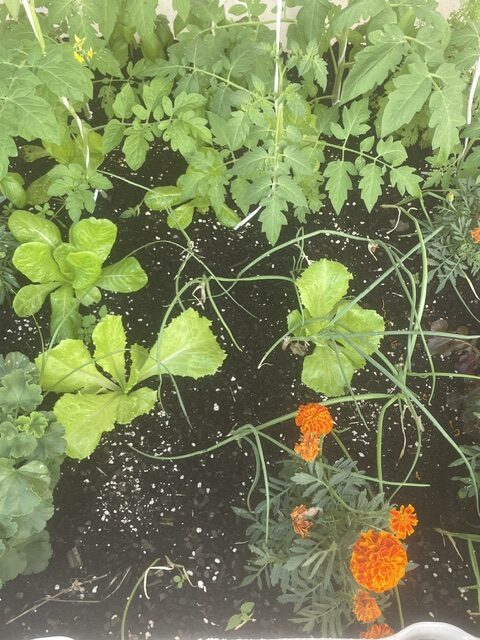tomateras, tagetes, lechuga y albahaca.